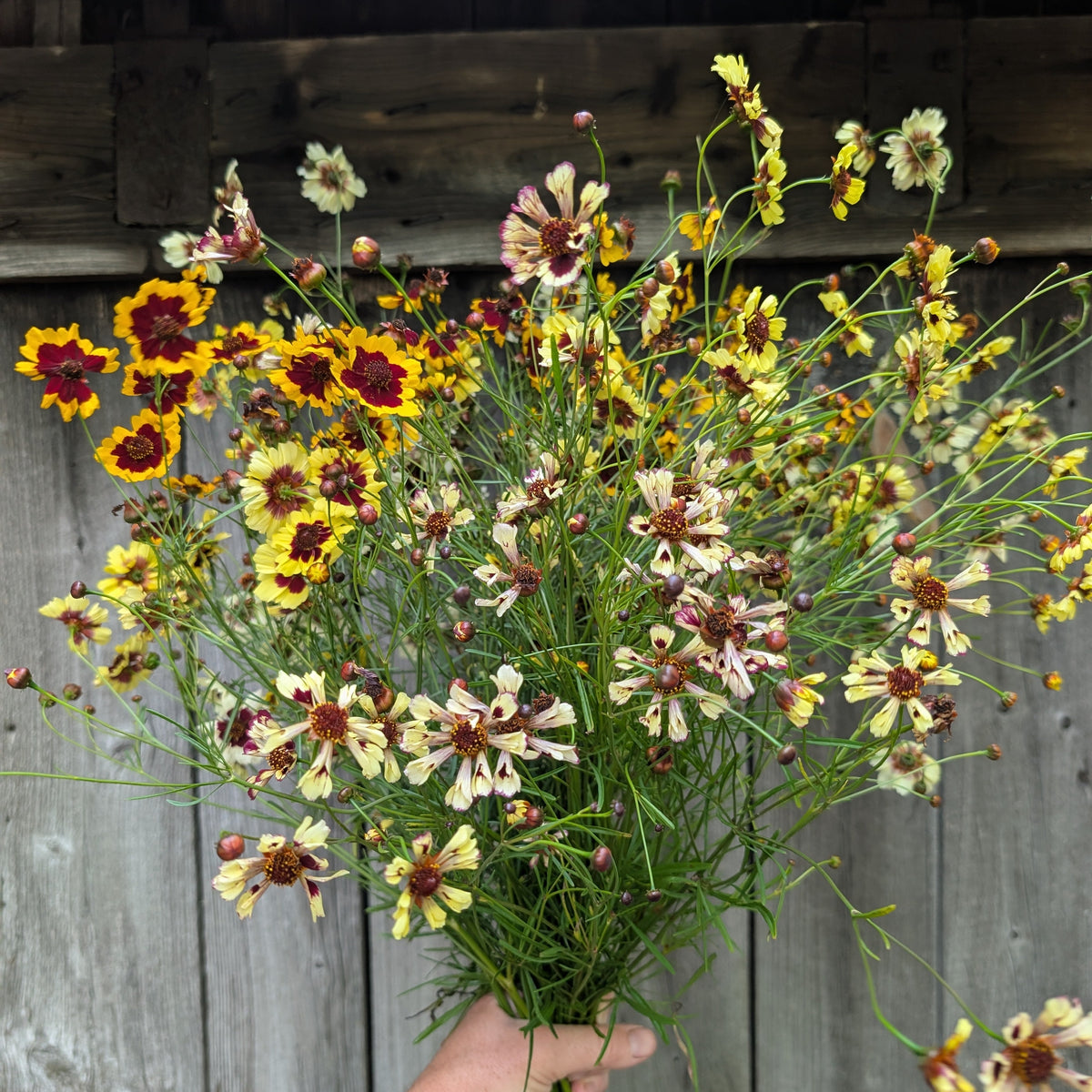 Coreopsis | Plug Presale | Spring 2027