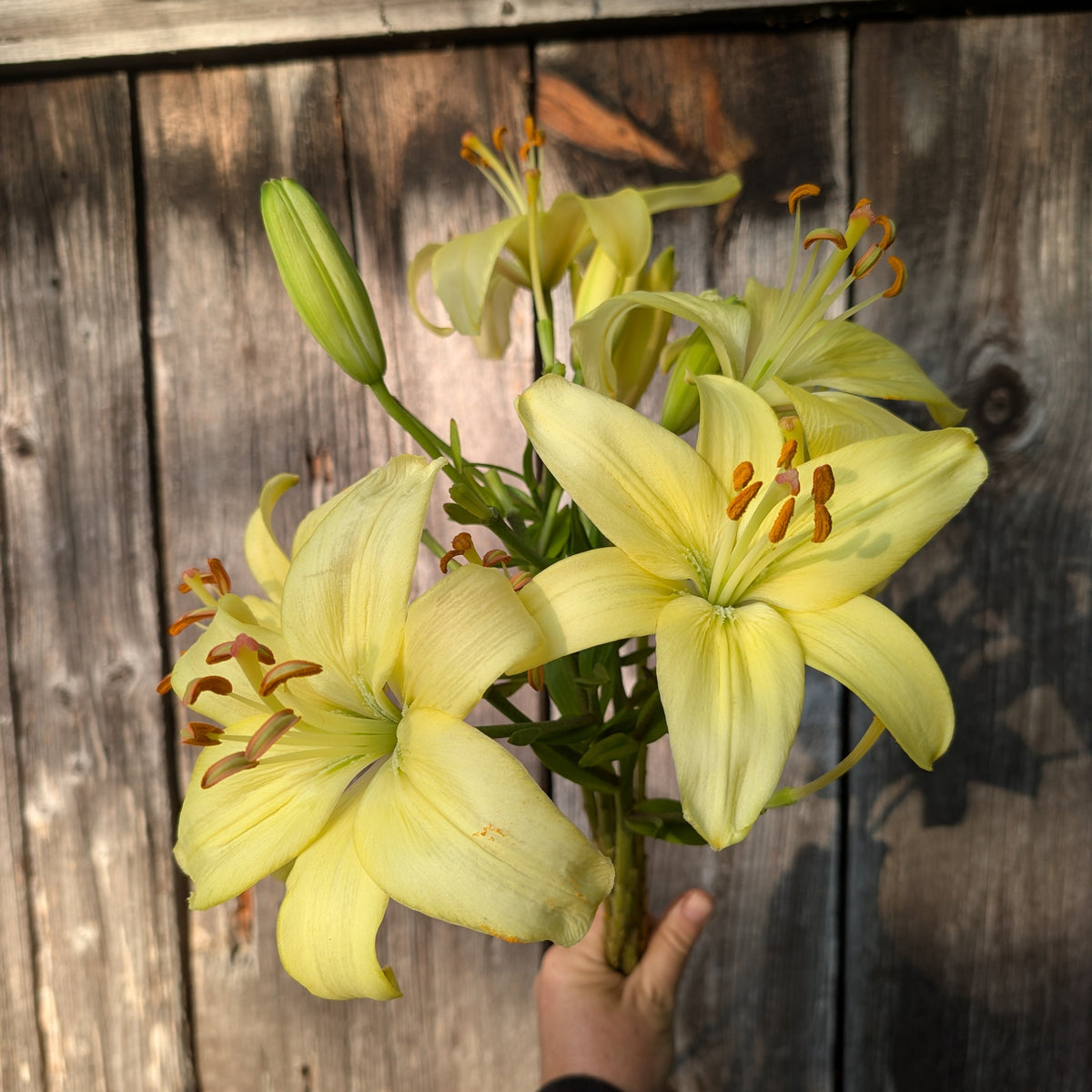 Lily | Presale | Summer 2027