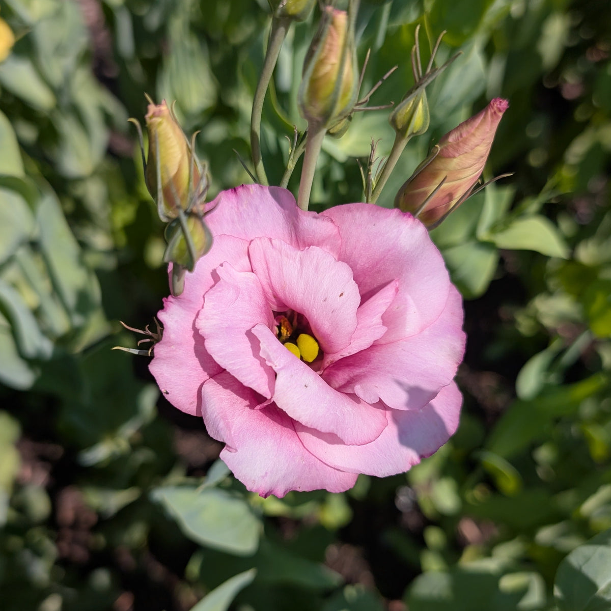Lisianthus | Plug Presale | Spring 2027
