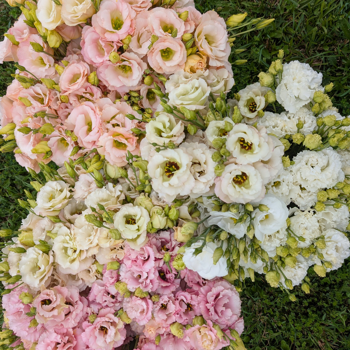 Lisianthus | Plug Presale | Spring 2027