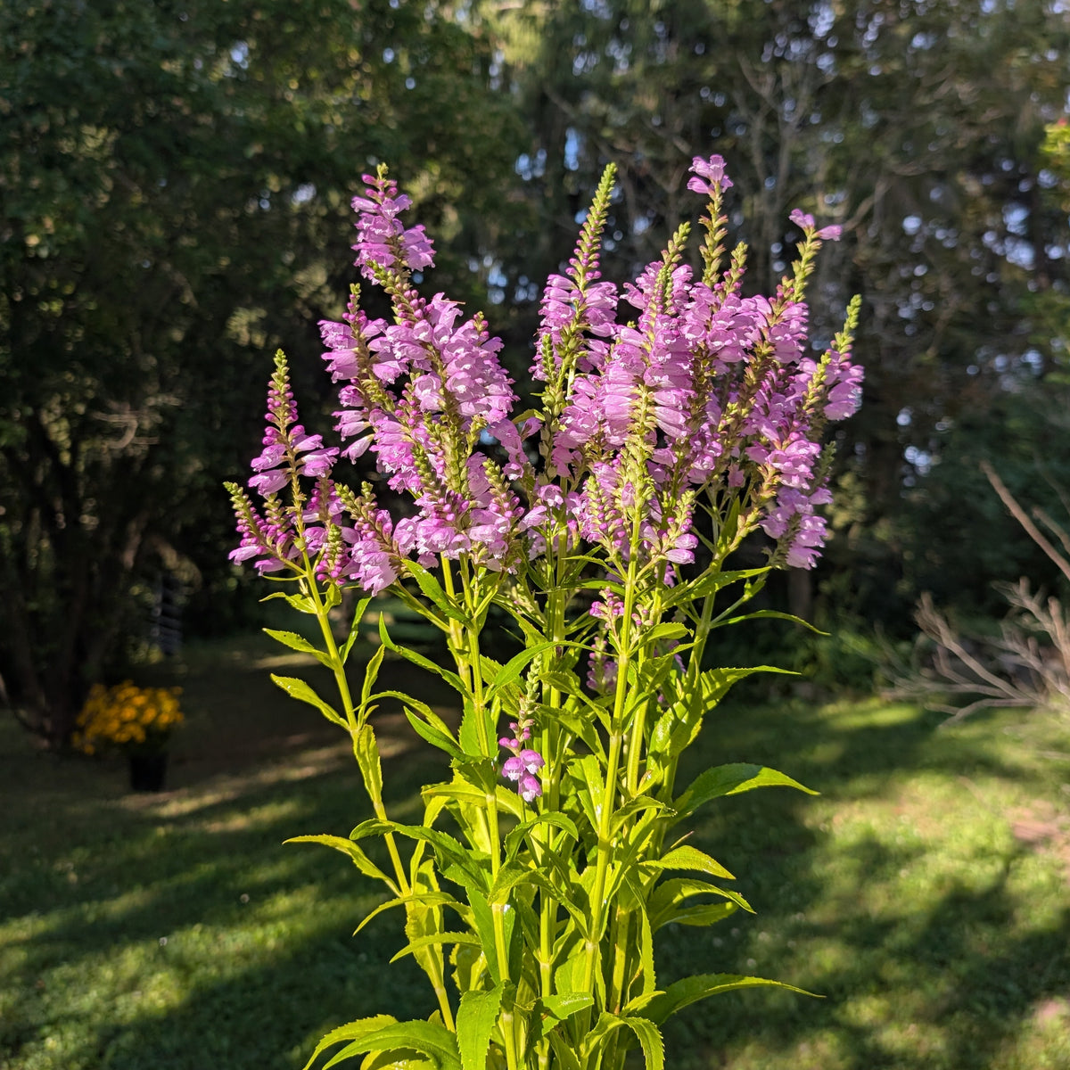 Physostegia | Perennial Presale | Summer 2027