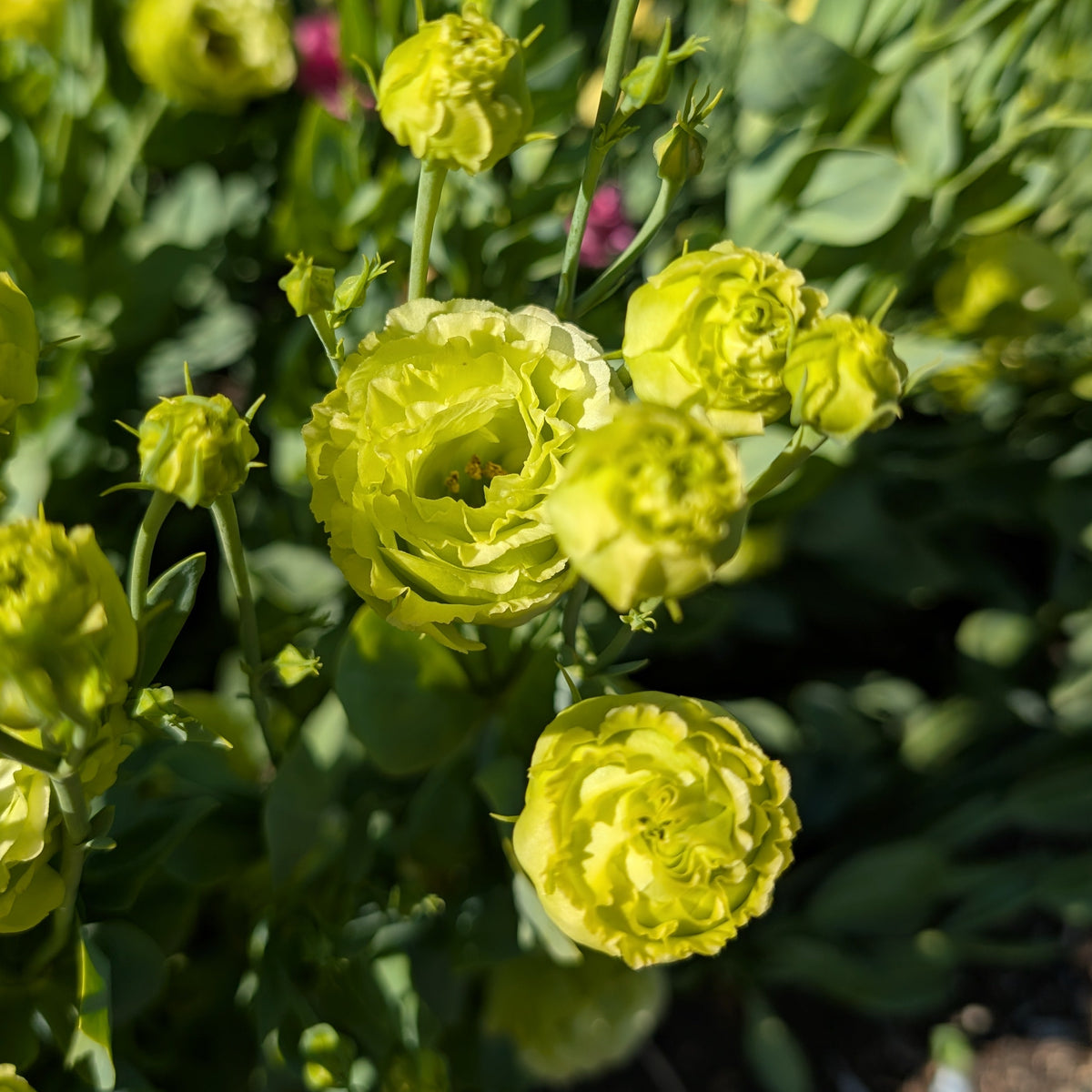Lisianthus | Plug Presale | Spring 2027
