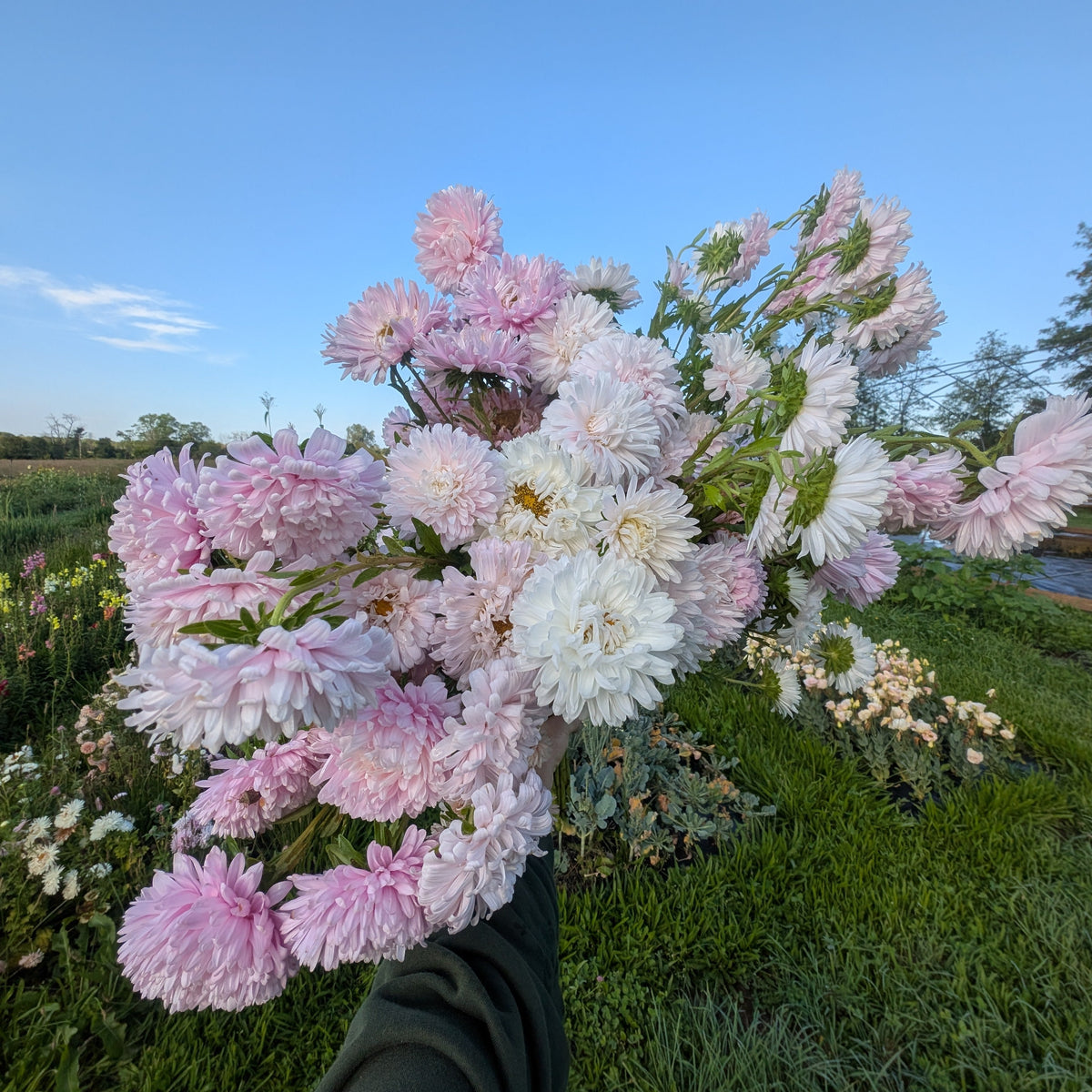 Aster | Plug Presale | Spring 2027