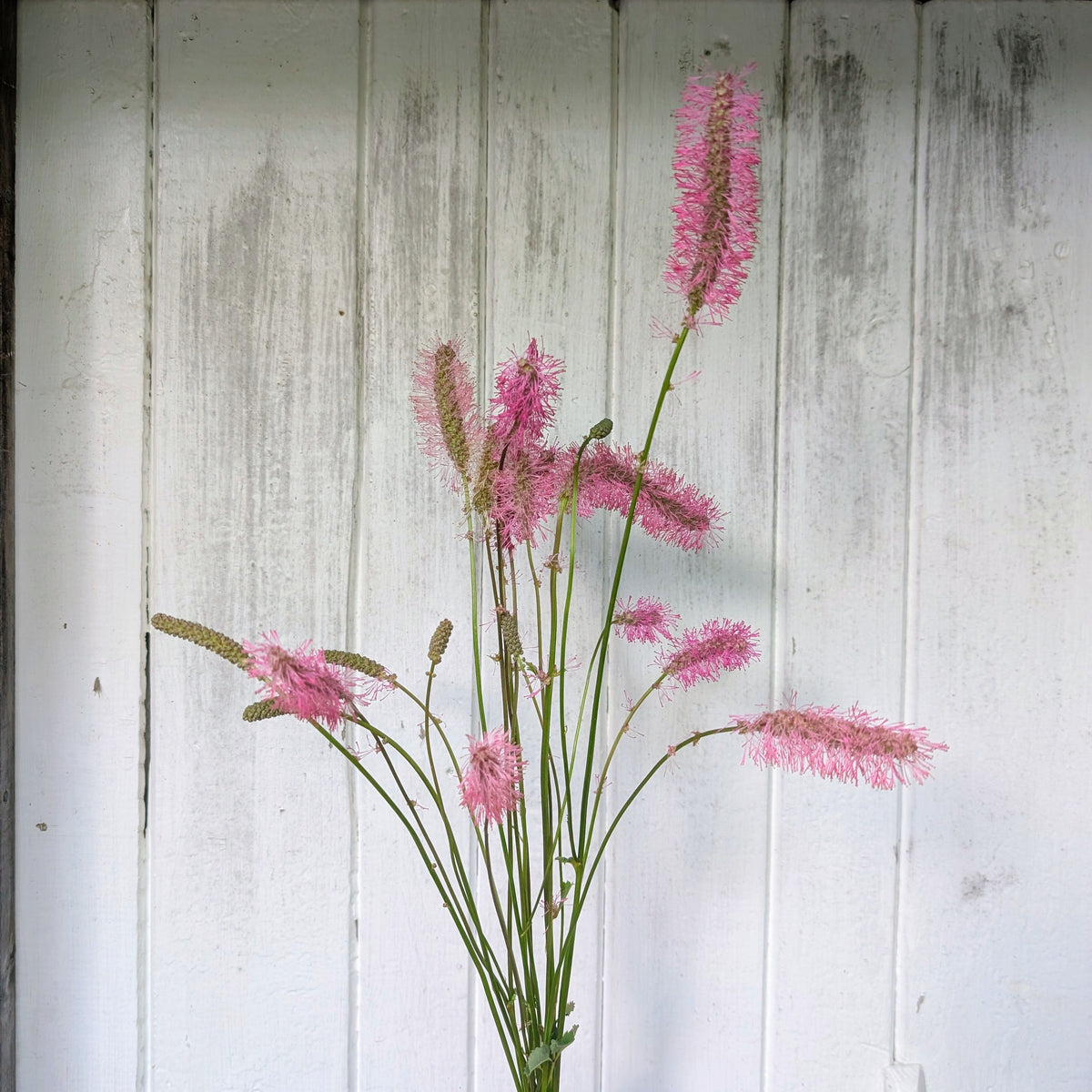 Sanguisorba | Perennial Presale | Summer 2027