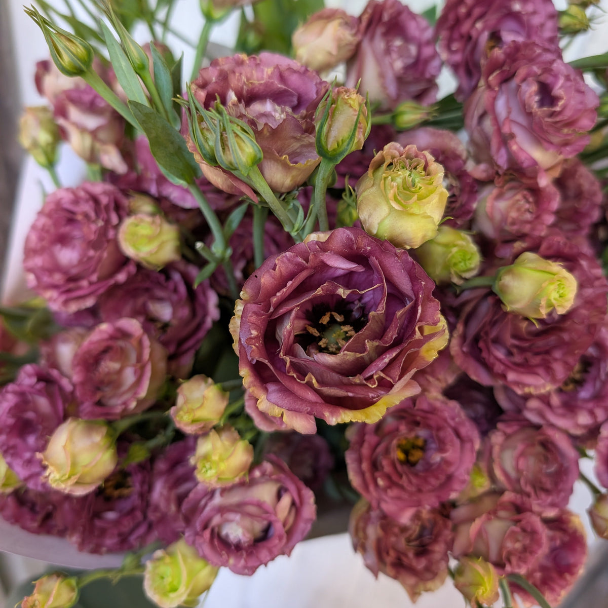 Lisianthus | Plug Presale | Spring 2027