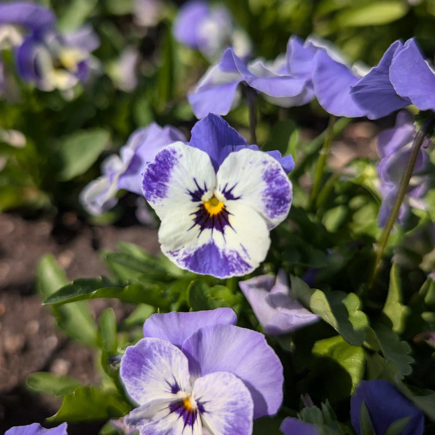 Edible Flowers | Fresh Pansy & Viola Garnish