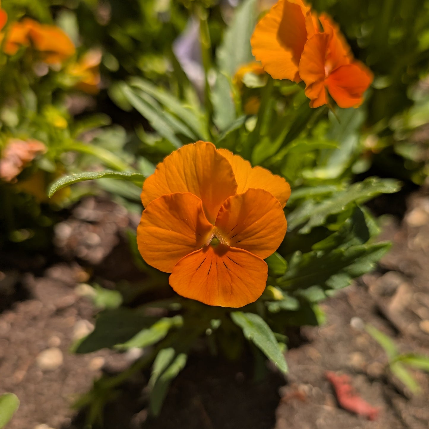 Edible Flowers | Fresh Pansy & Viola Garnish