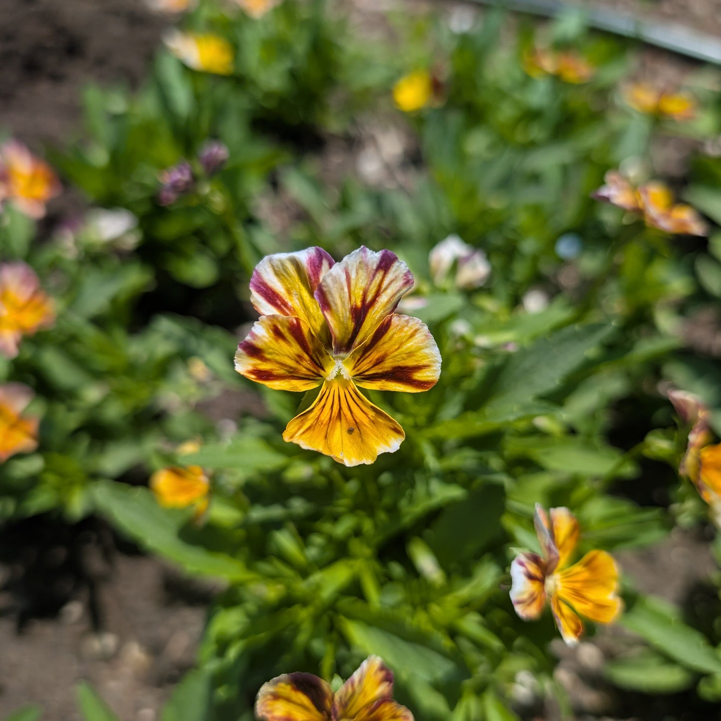 Edible Flowers | Fresh Pansy & Viola Garnish