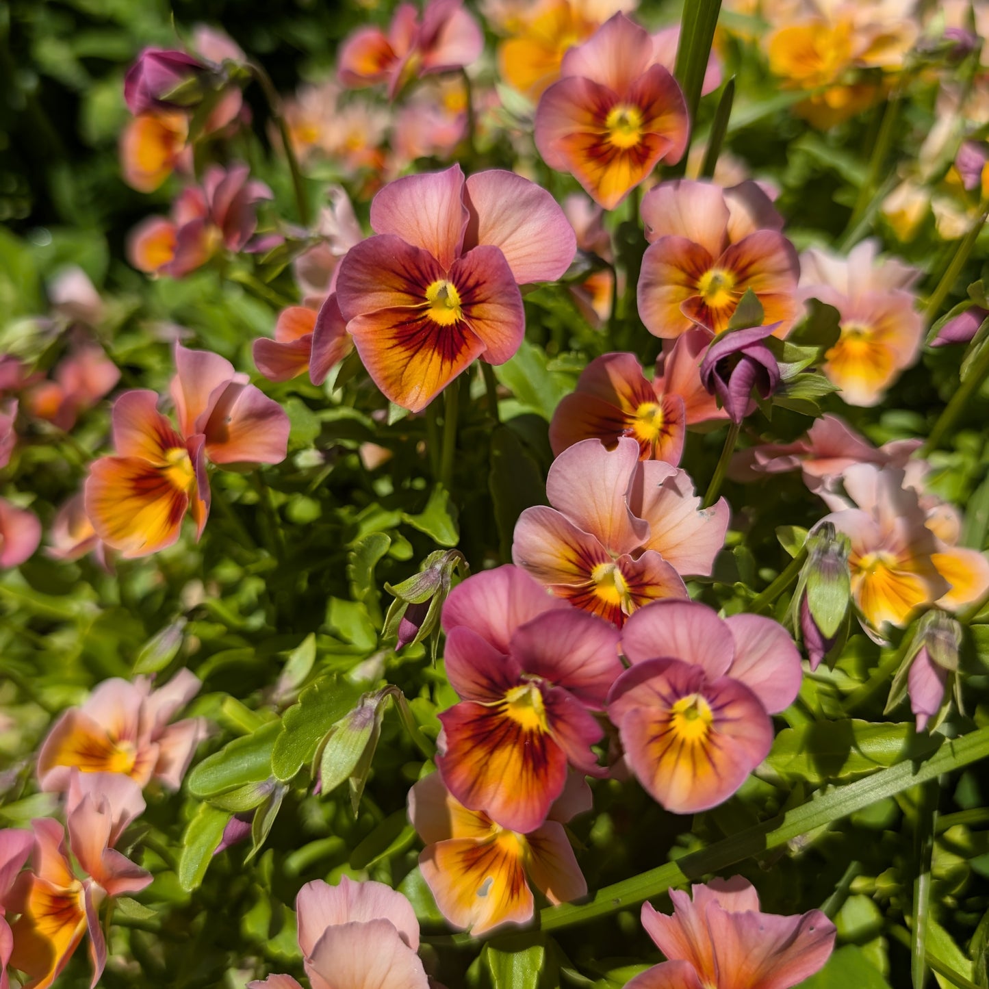 Edible Flowers | Fresh Pansy & Viola Garnish