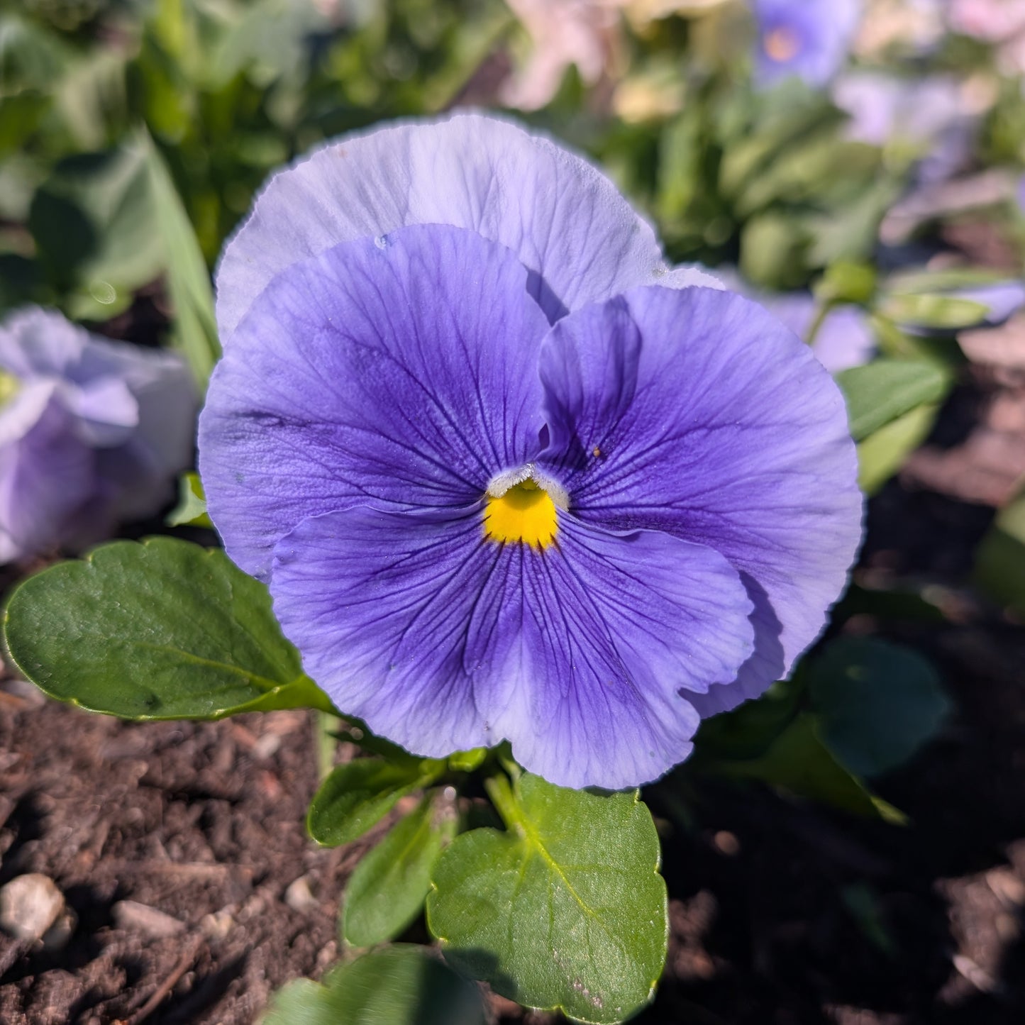 Edible Flowers | Fresh Pansy & Viola Garnish