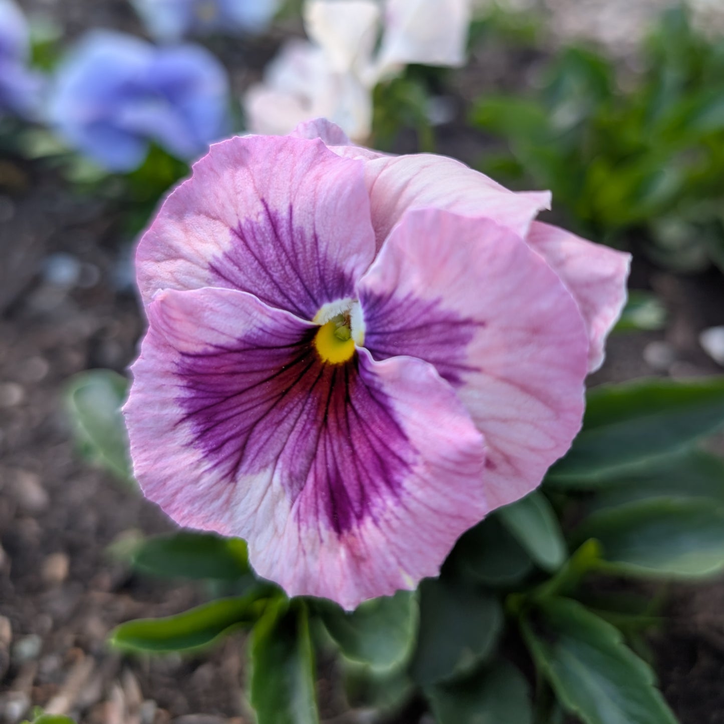 Edible Flowers | Fresh Pansy & Viola Garnish