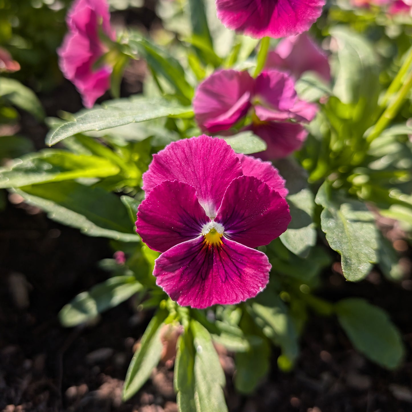 Edible Flowers | Fresh Pansy & Viola Garnish
