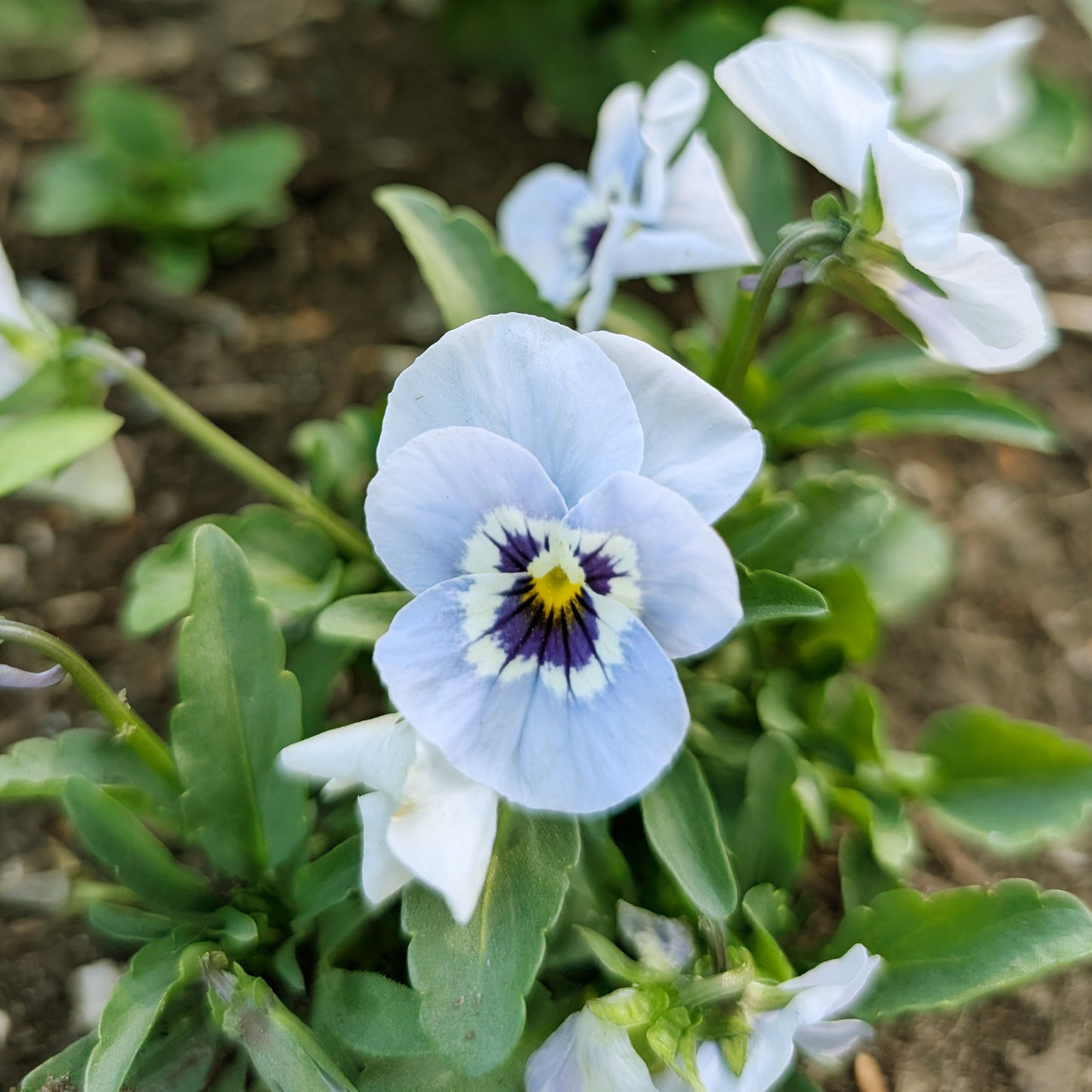 Edible Flowers | Fresh Pansy & Viola Garnish
