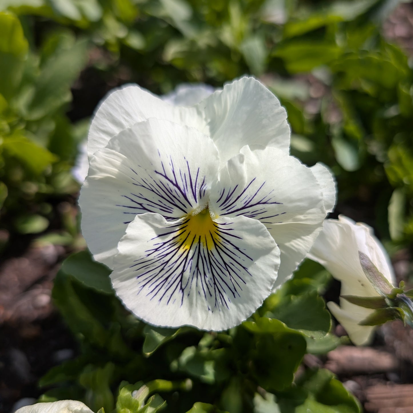 Edible Flowers | Fresh Pansy & Viola Garnish