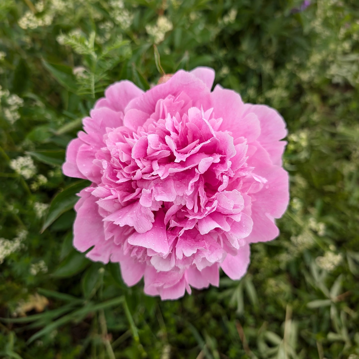 Peony | Bare Root | Shipping Fall 2026