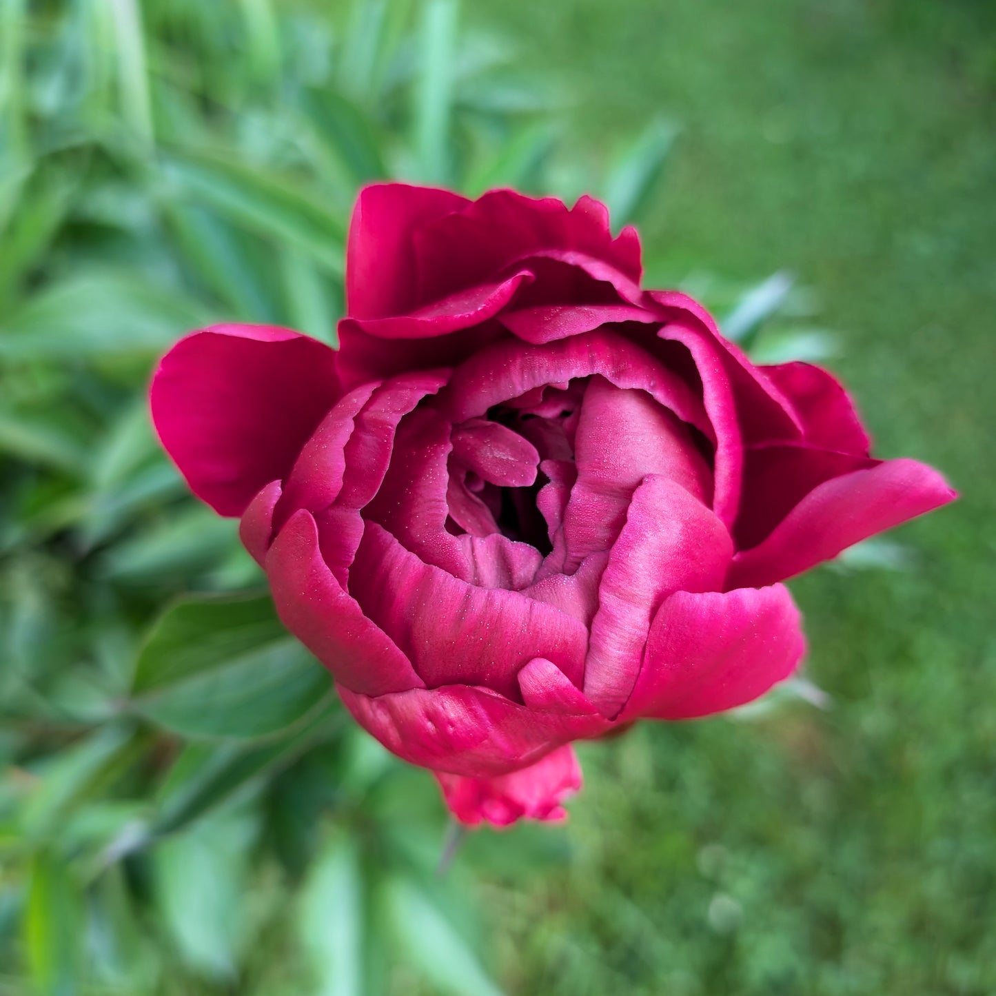 Peony | Bare Root | Shipping Fall 2026
