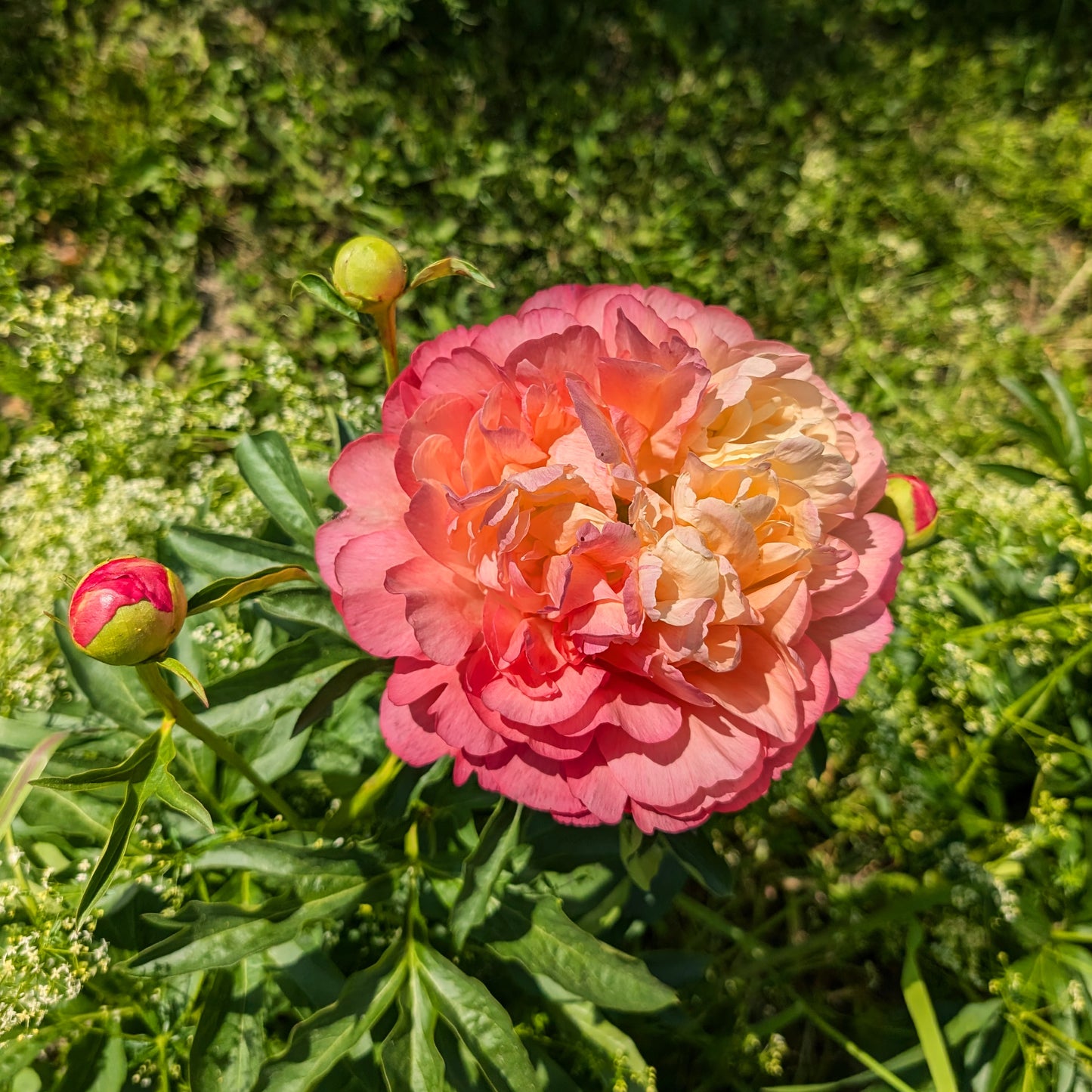 Peony | Bare Root | Shipping Fall 2026