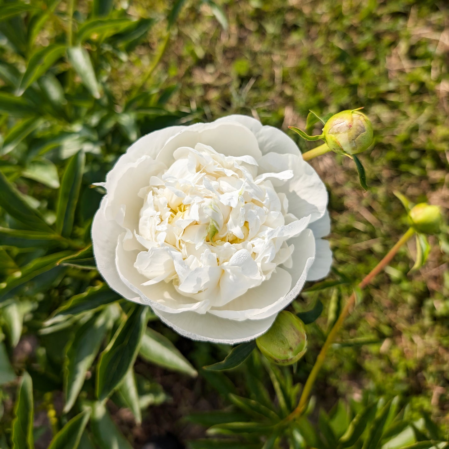 Peony | Bare Root | Shipping Fall 2026