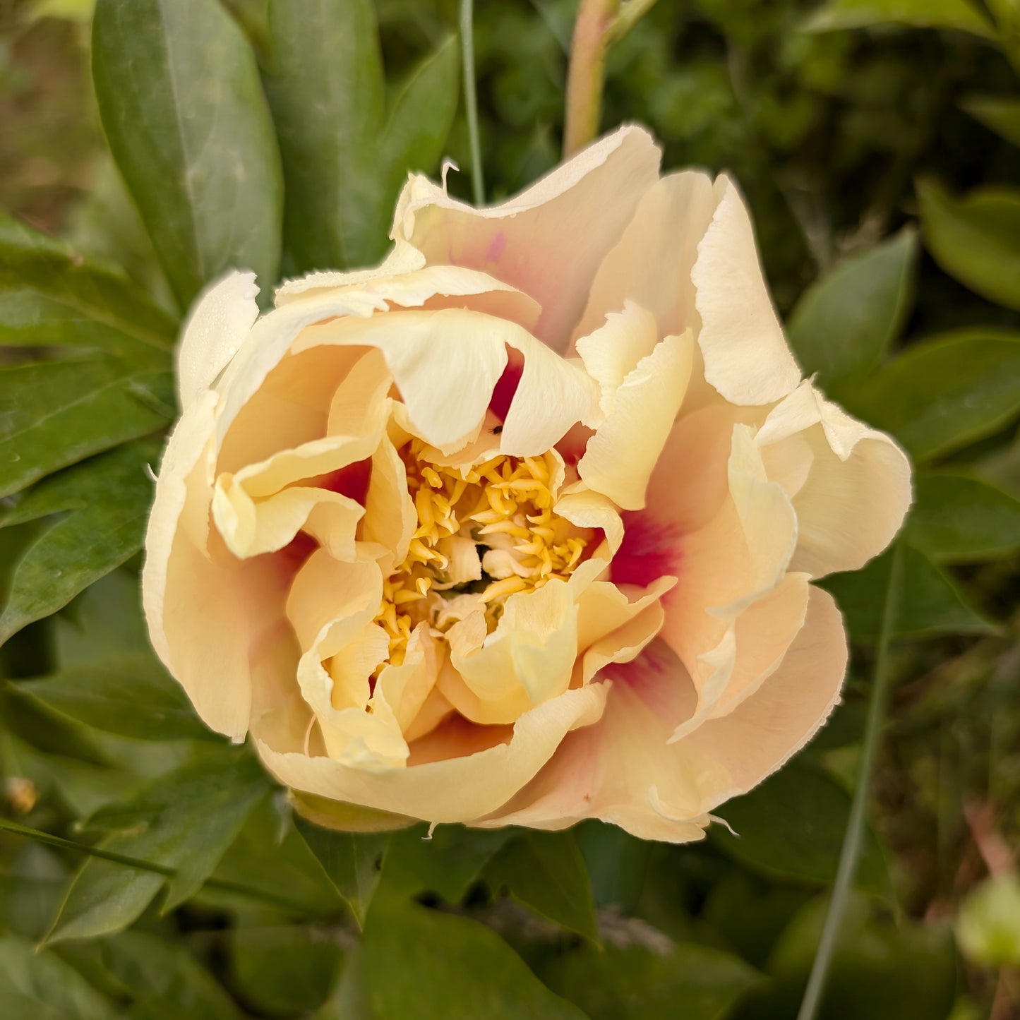 Peony | Bare Root | Shipping Fall 2026