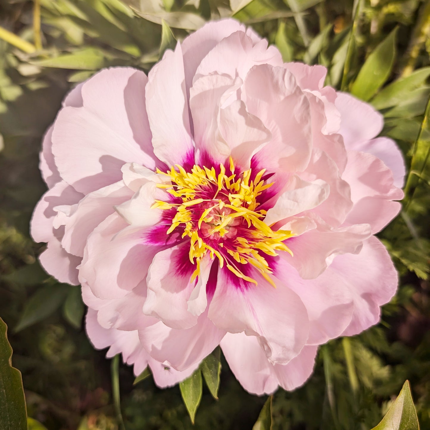 Peony | Bare Root | Shipping Fall 2026