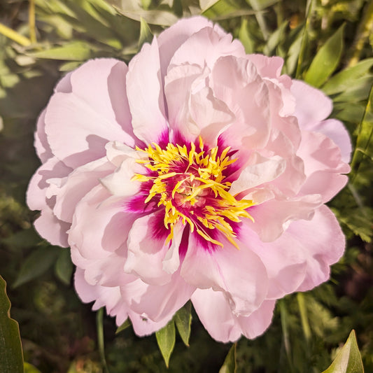 Peony | Bare Root | Shipping Fall 2026