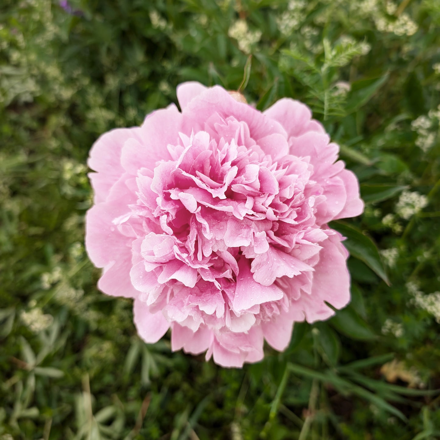 Peony | Bare Root | Shipping Fall 2026