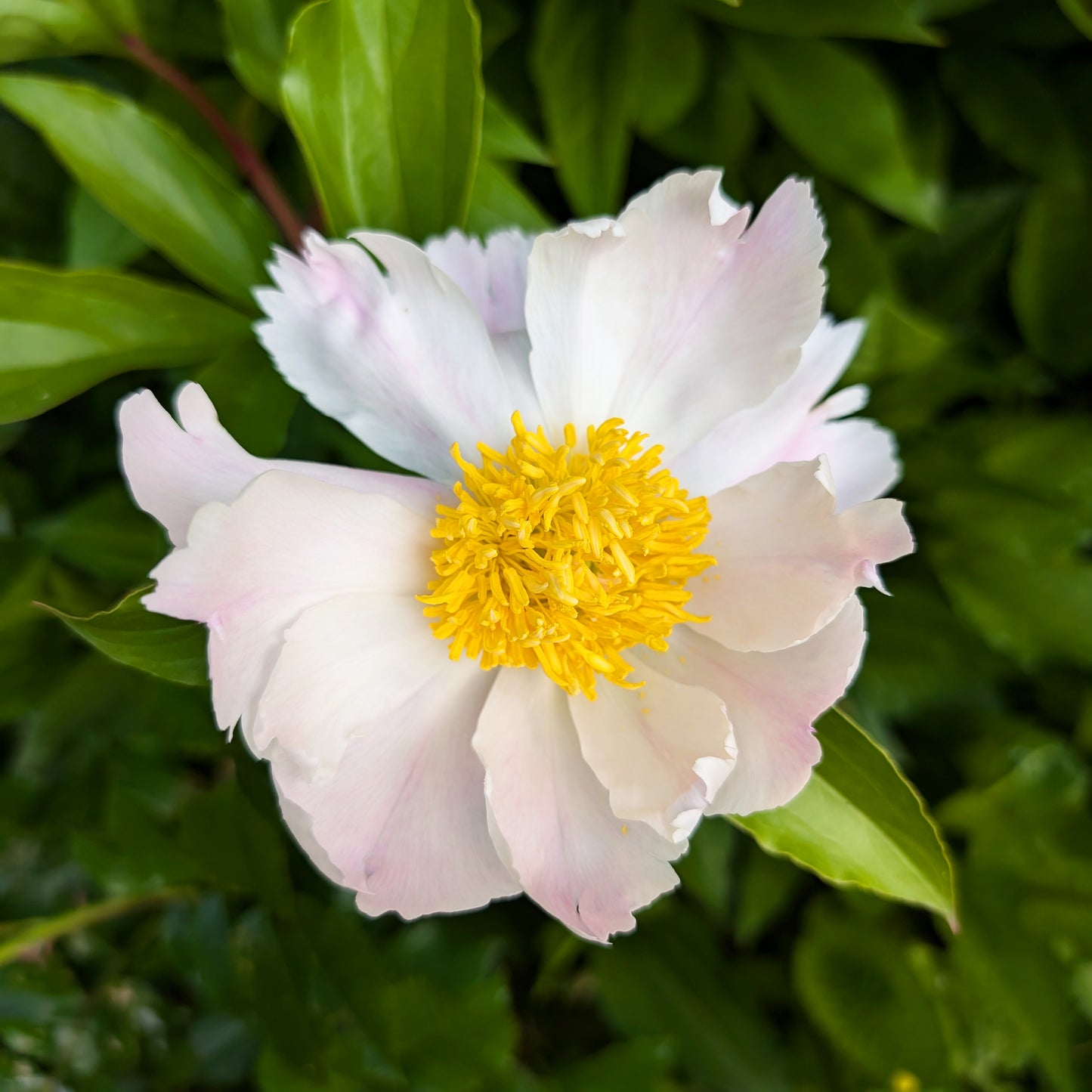 Peony | Bare Root | Shipping Fall 2026