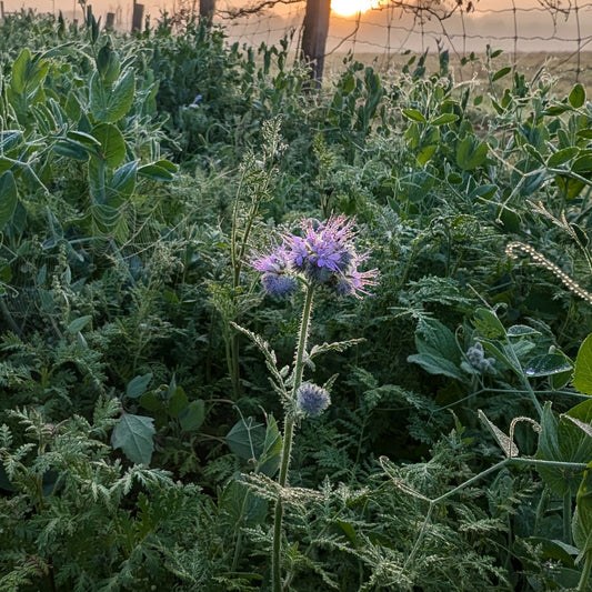 Phacelia, Bee's Friend, Purple Tansy | Annual | Seeds