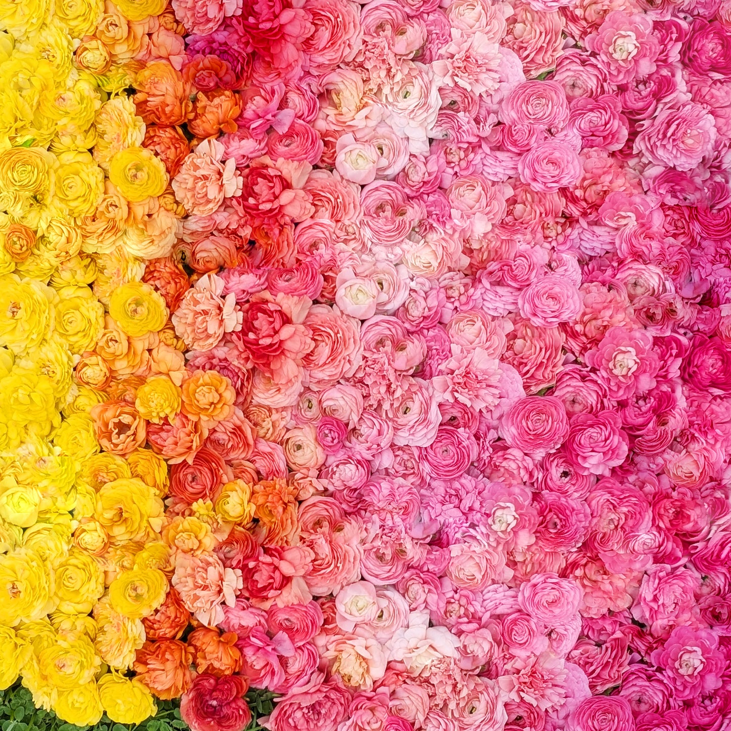 Ranunculus | Fall Corms | 10 Pack | Shipping Fall 2026