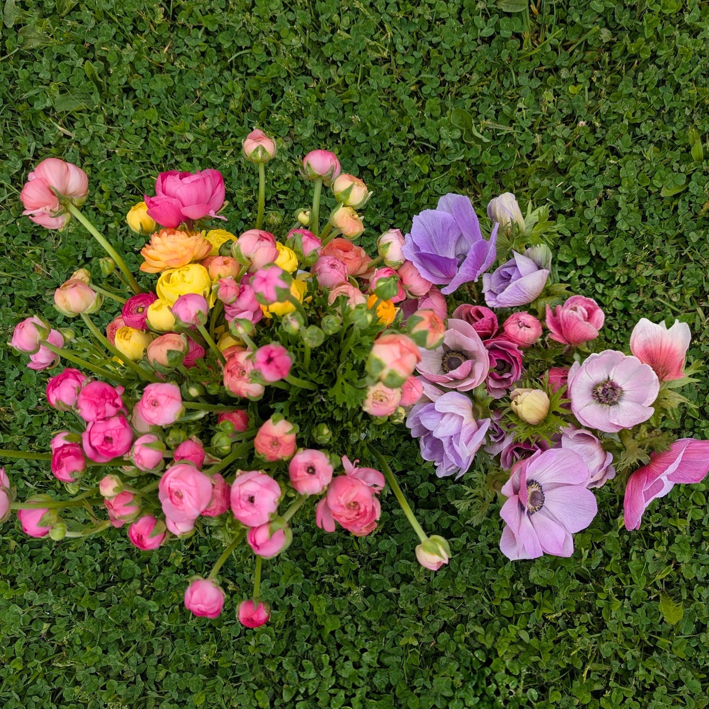 Ranunculus and Anemone | Growers Bunch