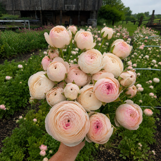 Ranunculus | Fall Corms | 10 Pack | Shipping Fall 2026
