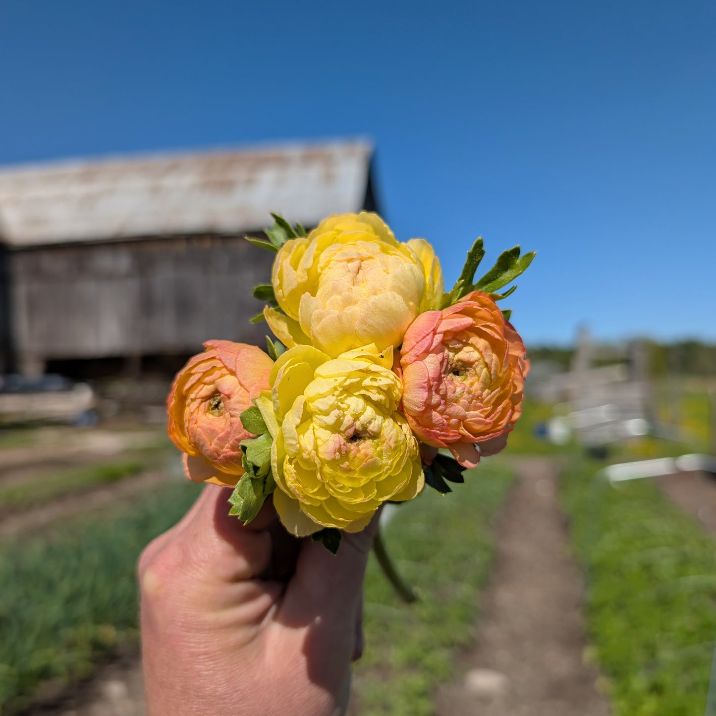 Ranunculus | Fall Corms | 10 Pack | Shipping Fall 2026