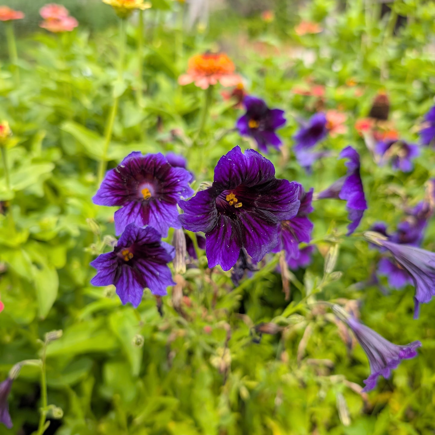 Salpiglossis Painted Tongue | Plug Presale | Summer