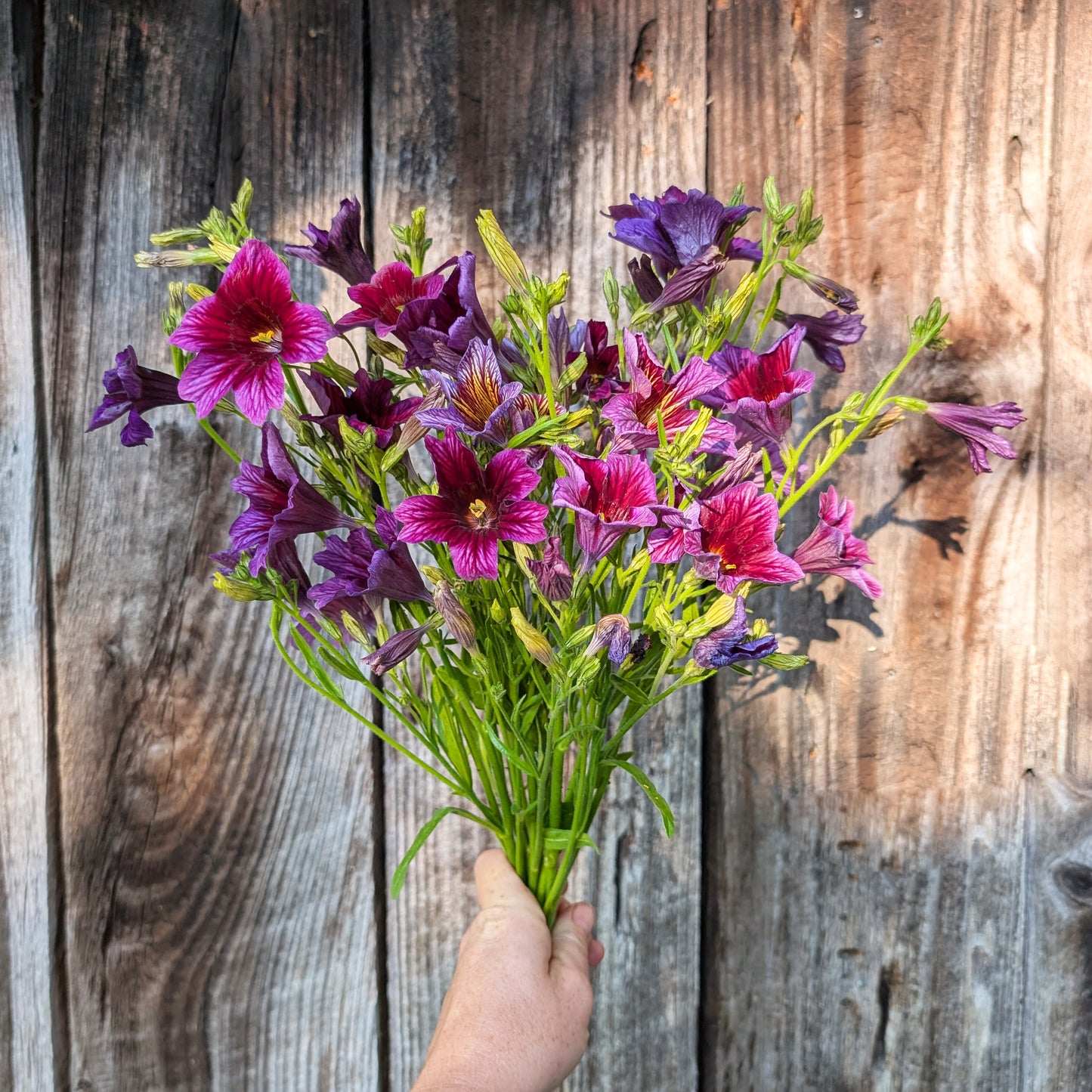 Salpiglossis Painted Tongue | Plug Presale | Summer