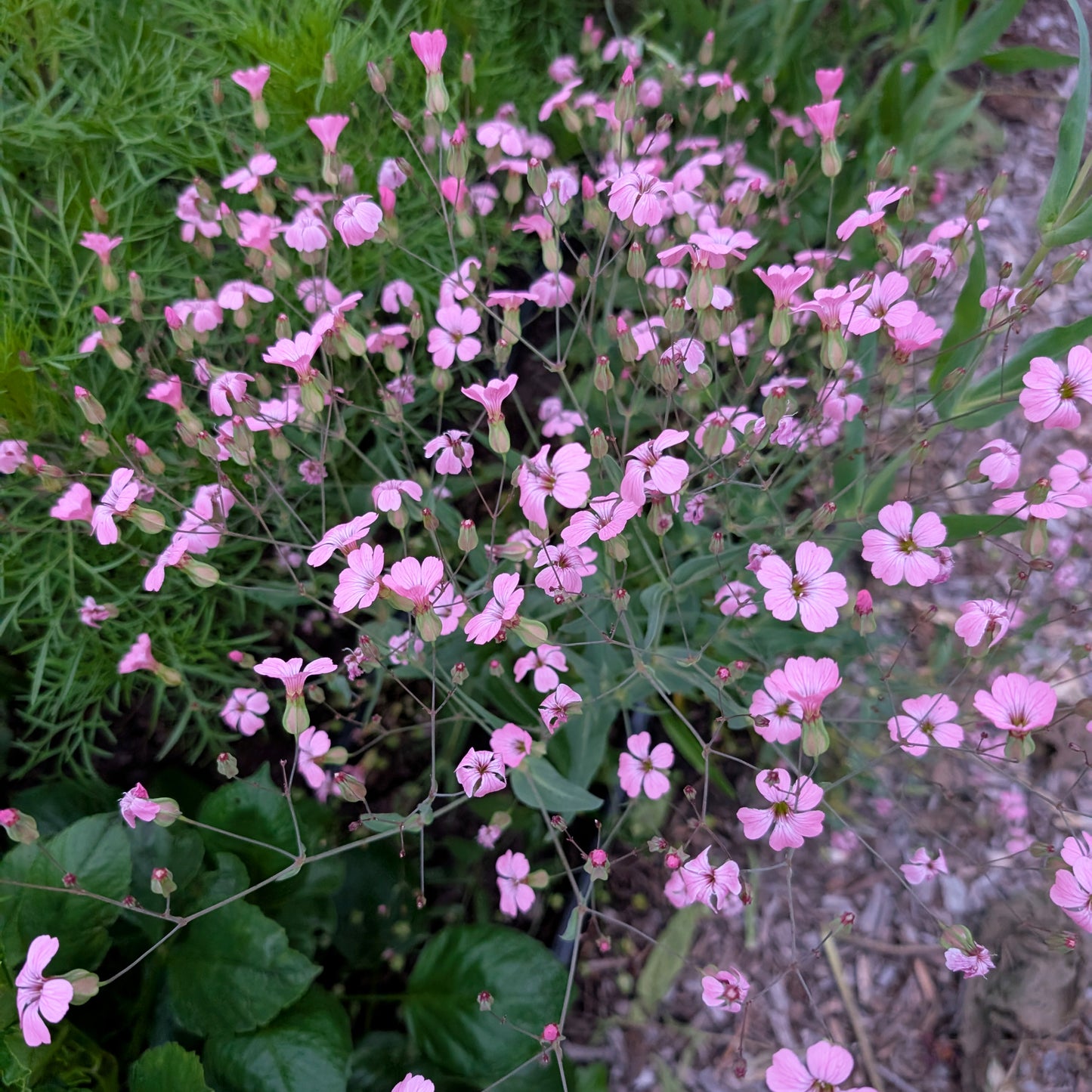 Saponaria | Plug Presale | Spring