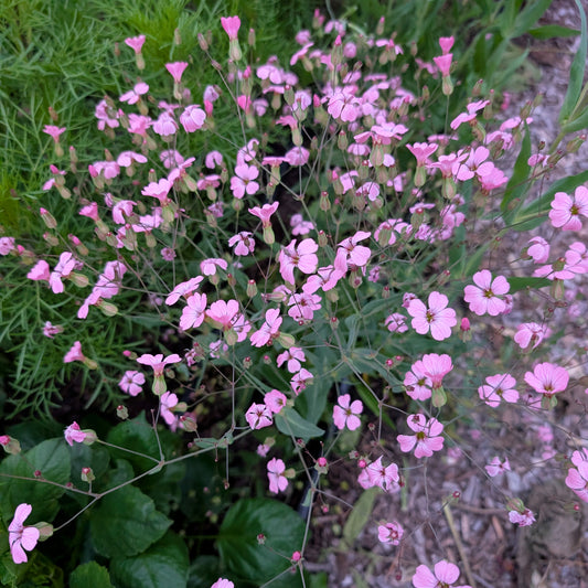 Saponaria | Plug Presale | Spring