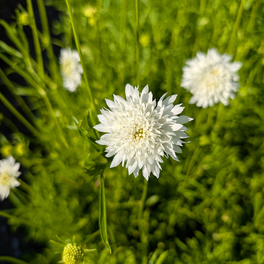 Scabiosa | Plug Presale | Spring