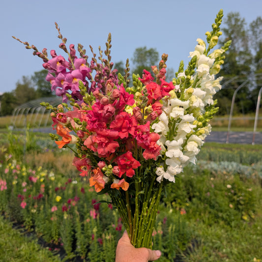 Snapdragon | Plug Presale | Fall