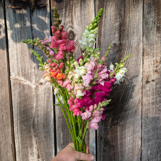 Snapdragon | Plug Presale | Spring