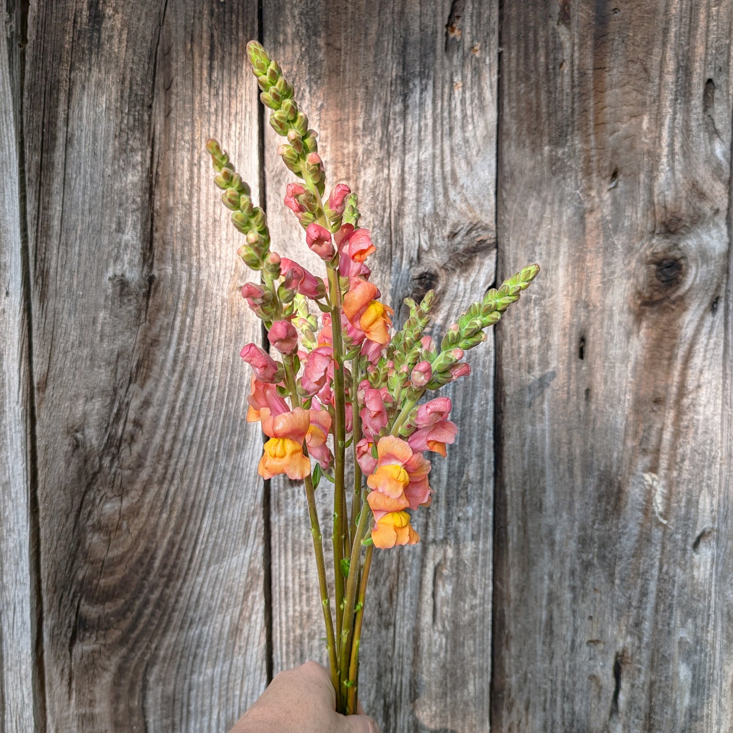 Snapdragon | Plug Presale | Fall