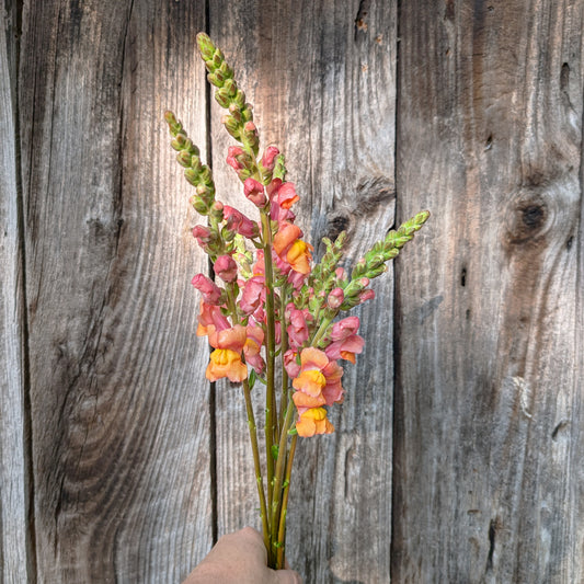 Snapdragon | Plug Presale | Fall