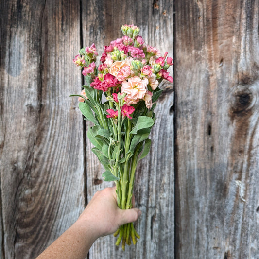 Stock | Plug Presale | Spring