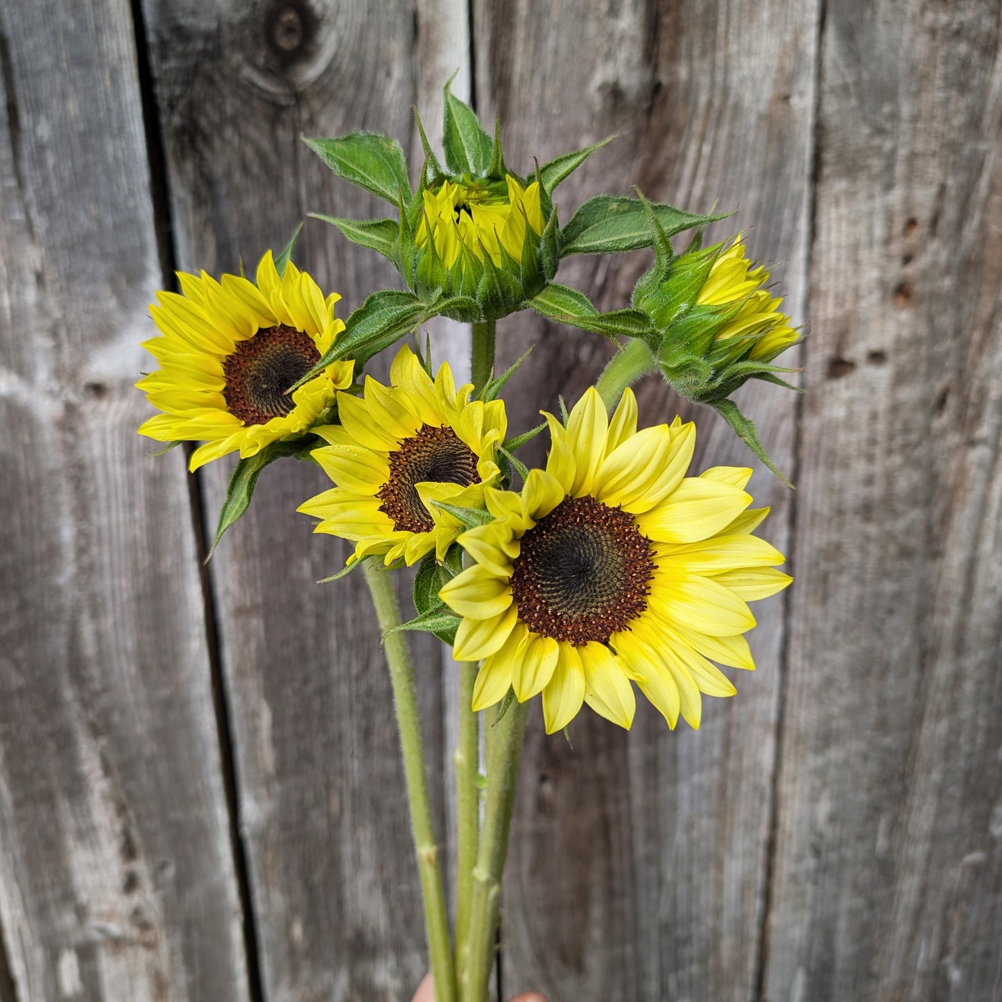Sunflower | Growers Bunch
