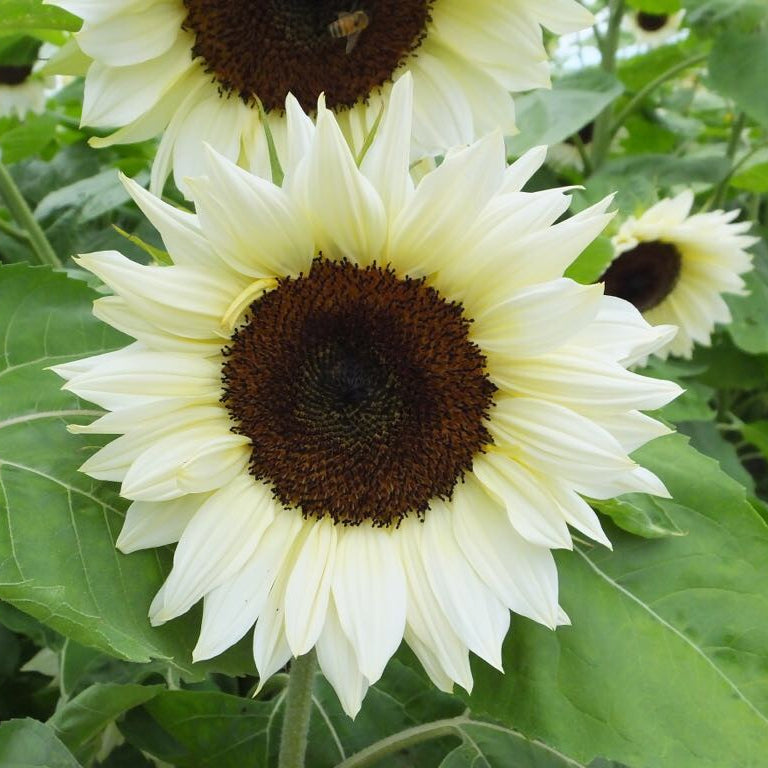 Sunflower | Growers Bunch