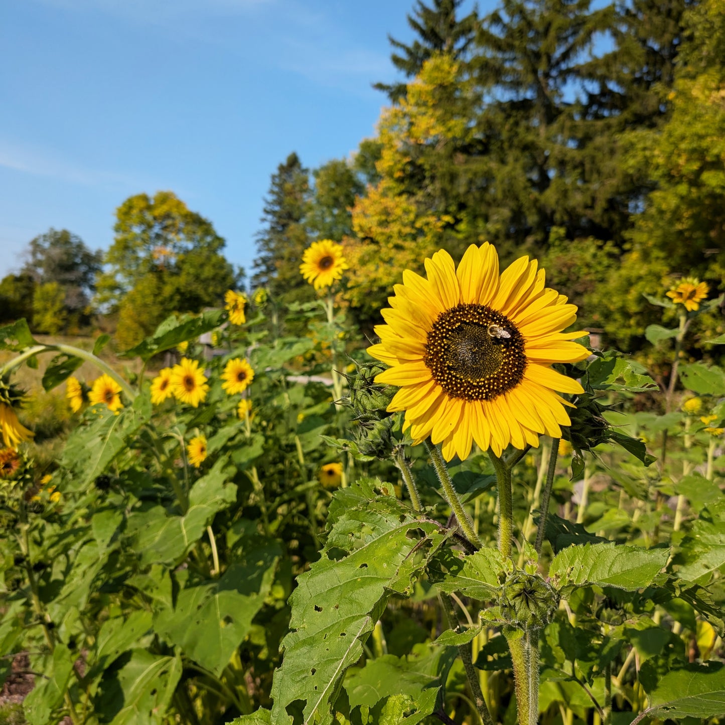 Sunflower | Growers Bunch