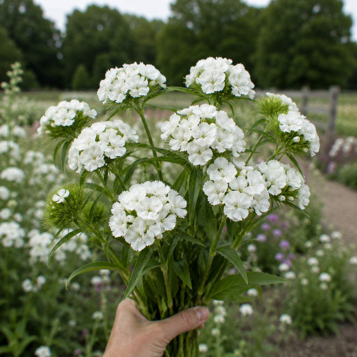 Sweet William | Plug Presale | Fall