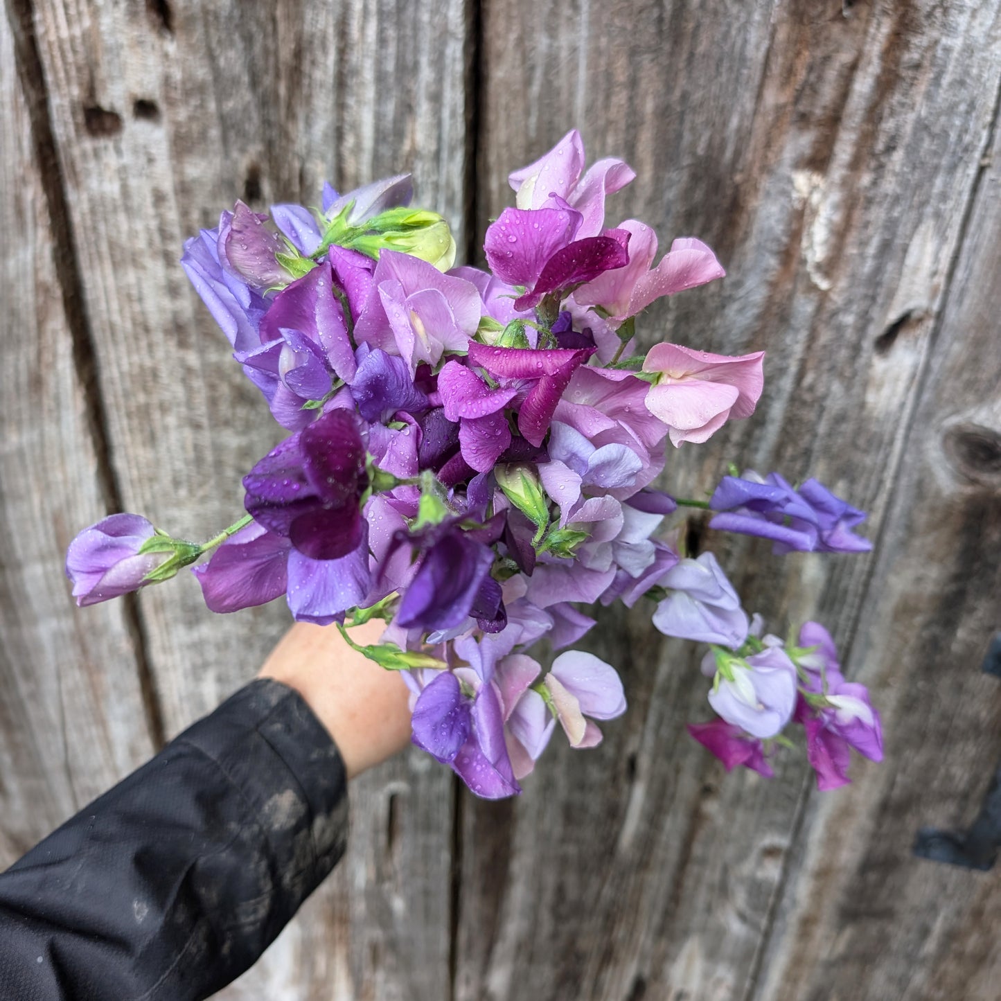 2026 Presale | Growers Bunch, Monthly Subscription