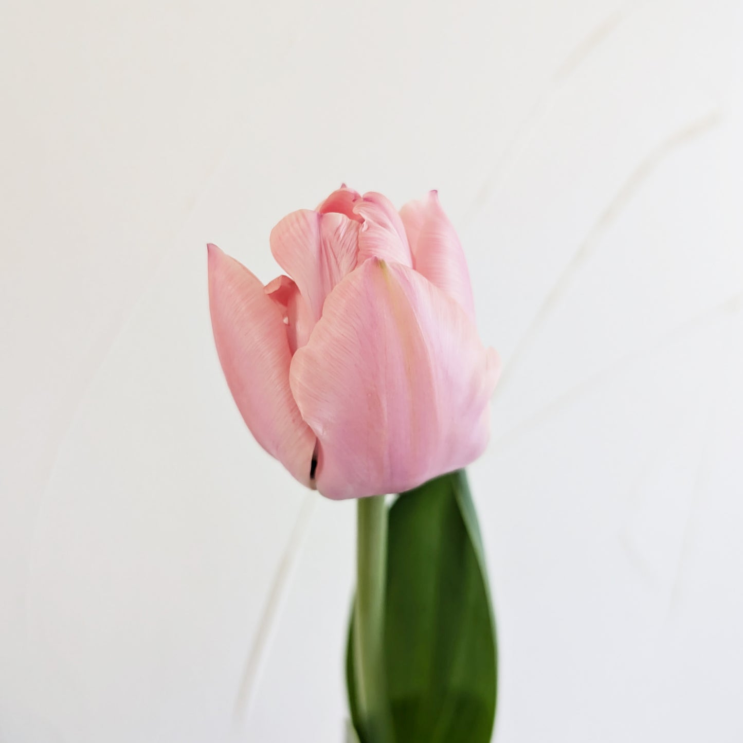 Spring Tulips | Growers Bunch