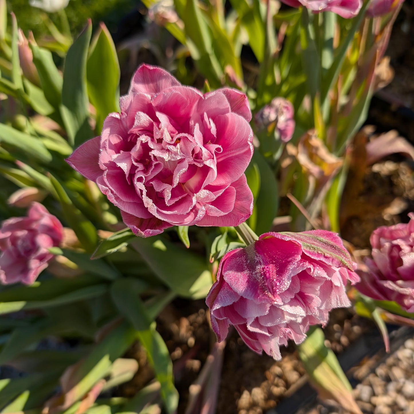 Tulips | Fall Bulbs | 10 Pack | Shipping Fall 2026