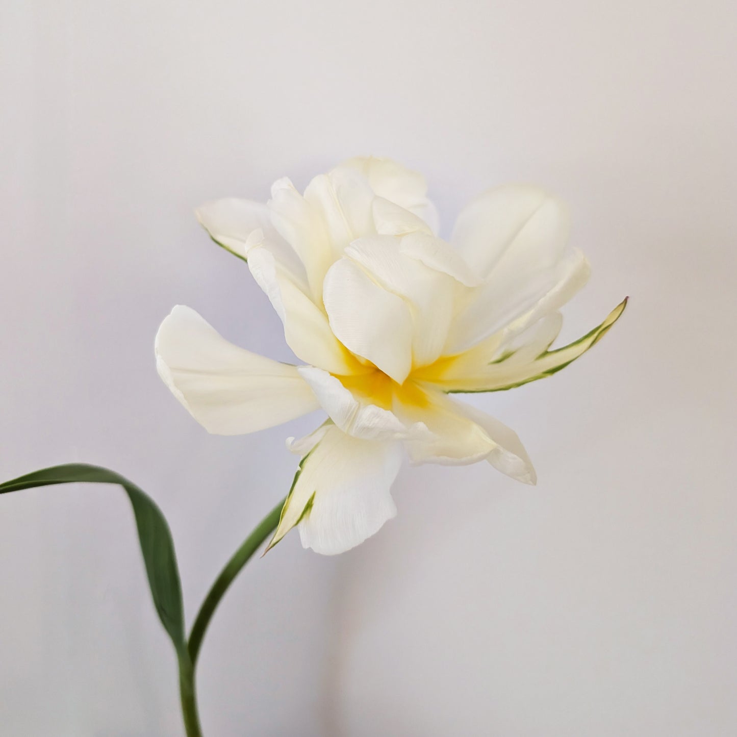 Spring Tulips | Growers Bunch